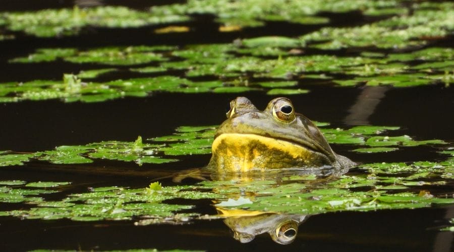How Long Can A Bullfrog Stay Underwater? Acuario Pets