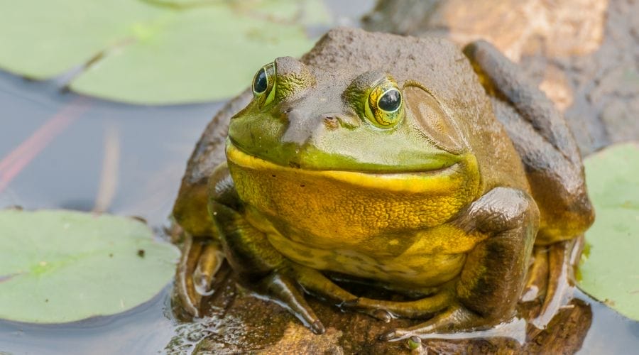 How Long Can A Bullfrog Stay Underwater? Acuario Pets