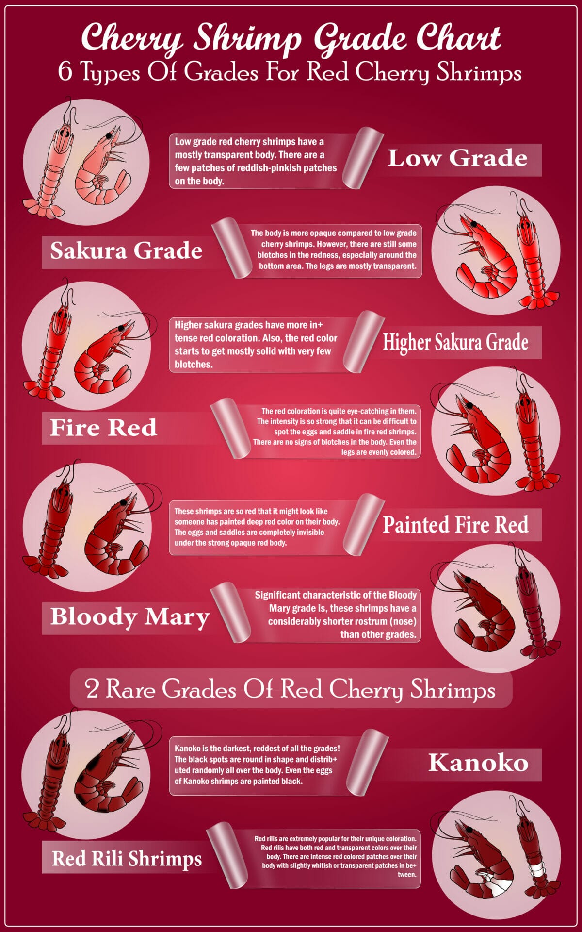 red cherry shrimp color grading chart