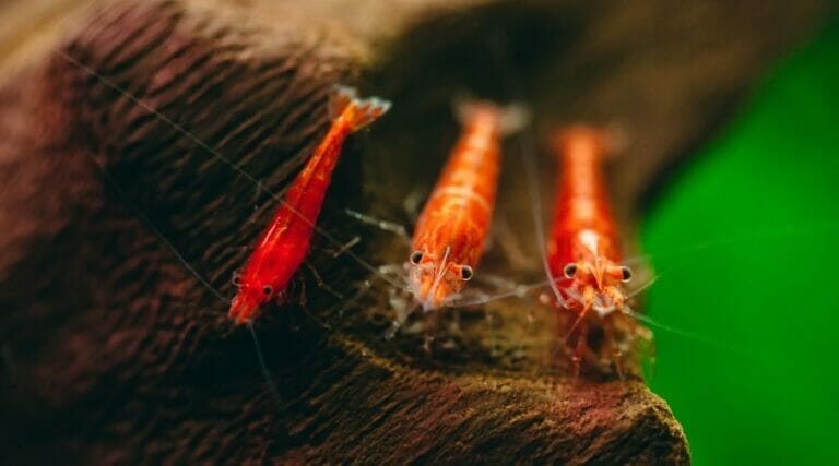 19 Cherry Shrimp Facts That Will Surely Amaze You!