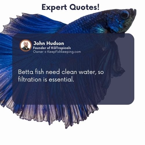 8 Most Common Betta Fish Signs Before They Die Acuario Pets