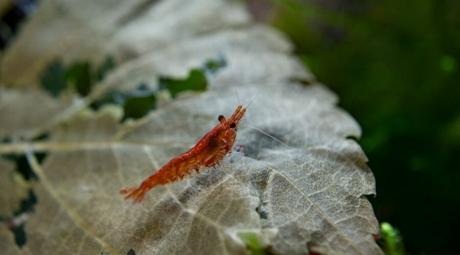 how do ghost shrimp have babies How Long Can Cherry Shrimp Go Without Food?