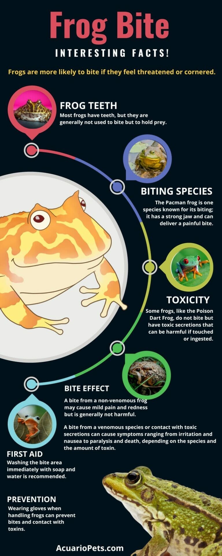 frog bite infographic