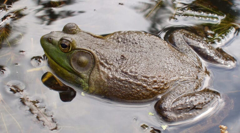 bullfrog on water