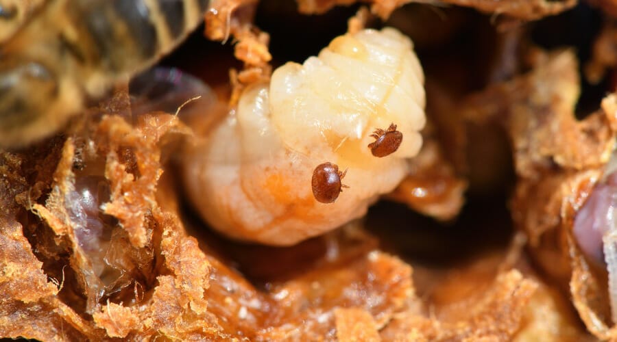 how does mite look like