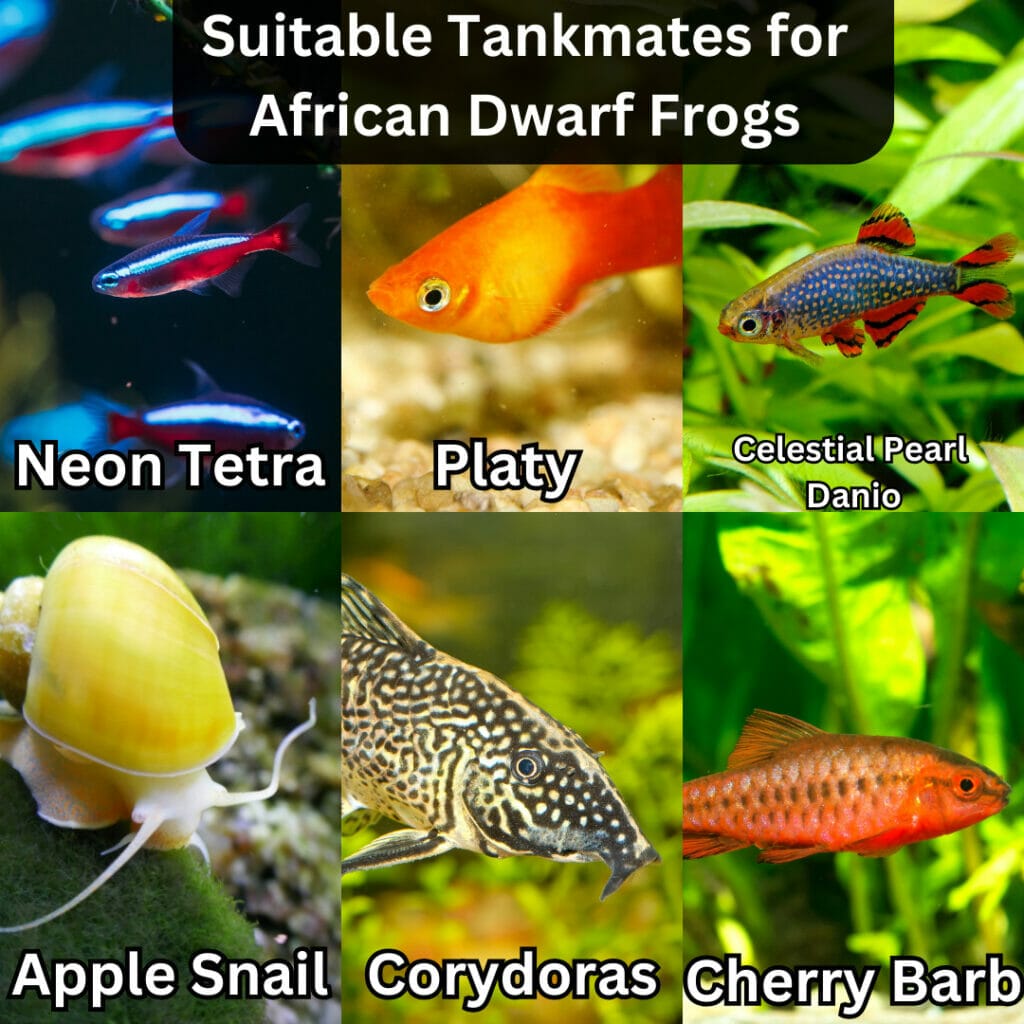 Suitable Tankmates for African Dwarf Frogs