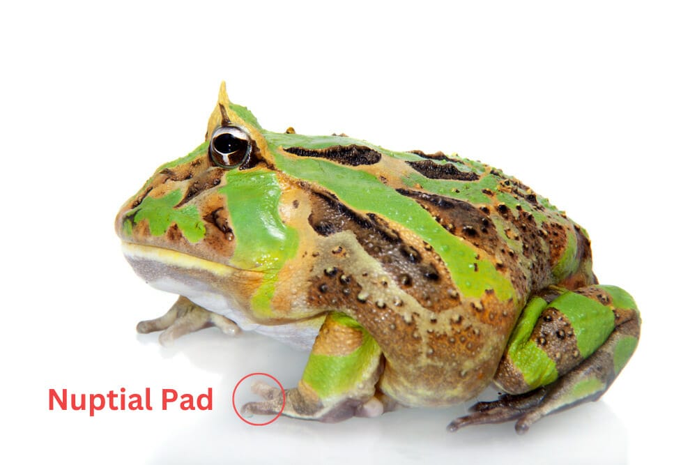 male pacman frog nuptial pad