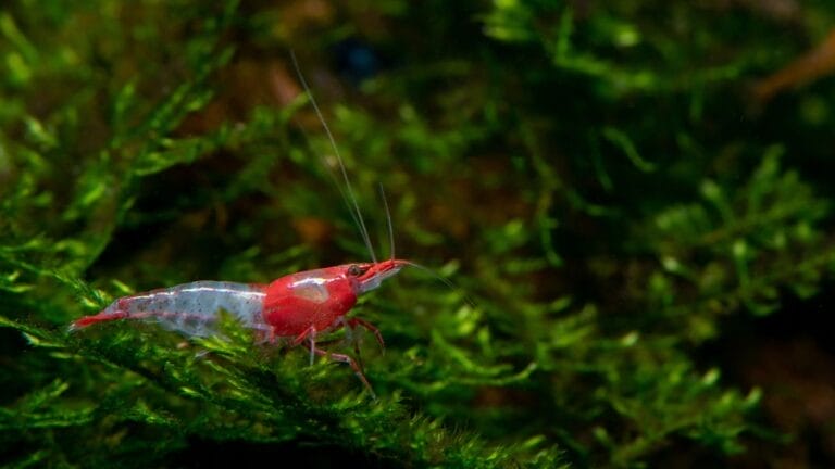 Need a Crystal Clear Shrimp Tank? Here’s How!