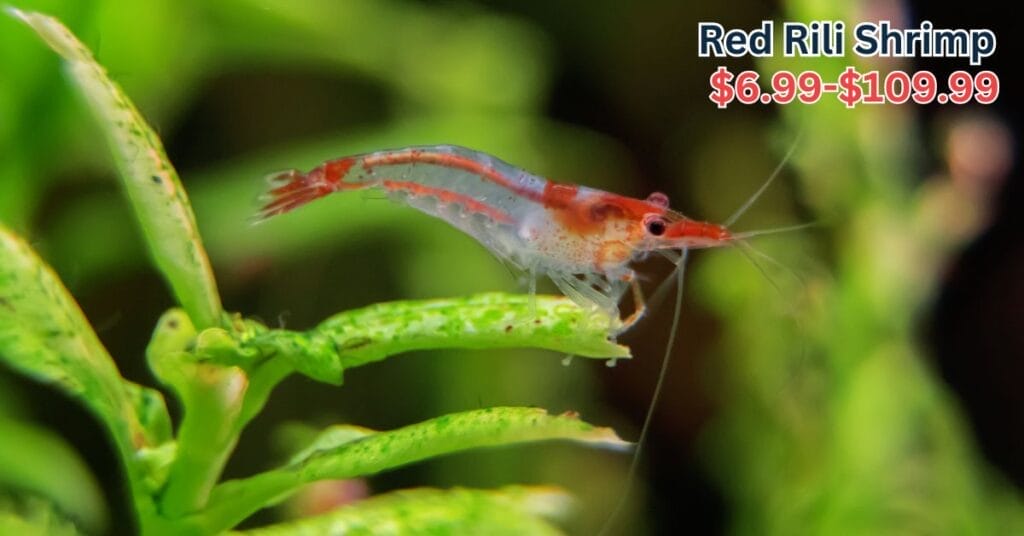 From Rare To Pricey: Top 50 Most Expensive Freshwater Shrimps – Acuario ...