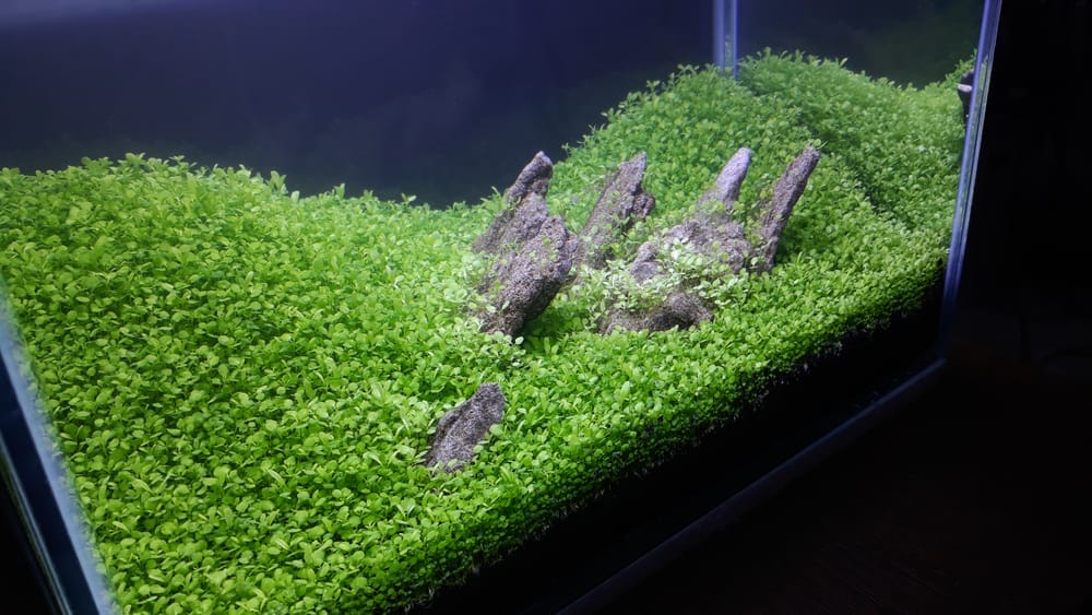 30cm tank iwagumi aquascape
