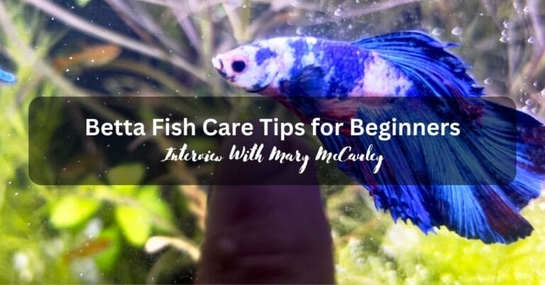 Betta Fish Care Tips for Beginners: Expert Advice from Mary McCauley
