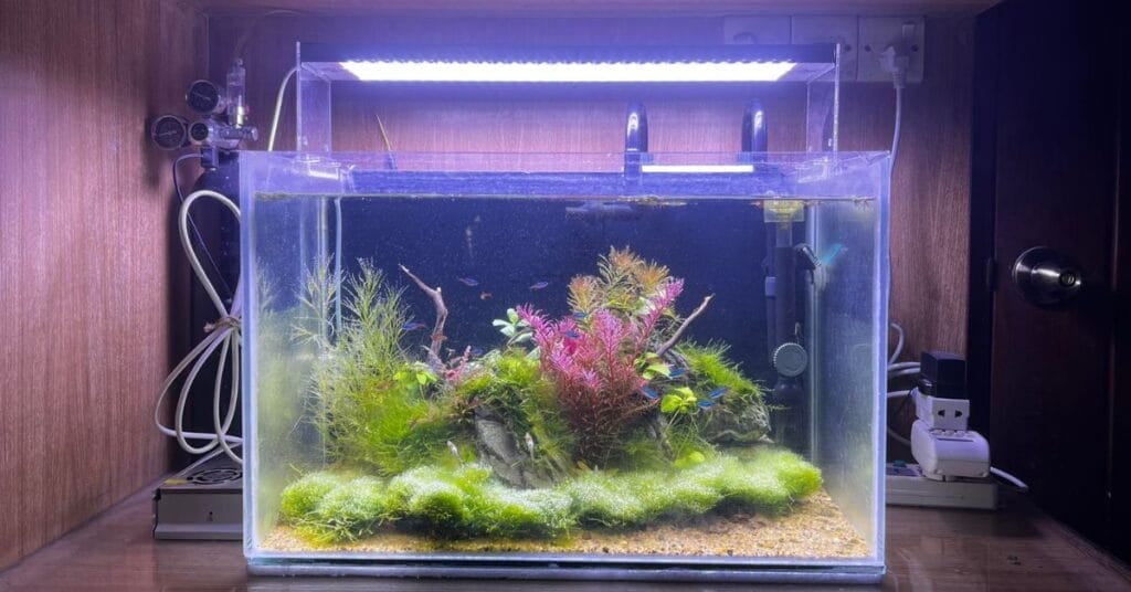 my betta fish tank front view horizontal
