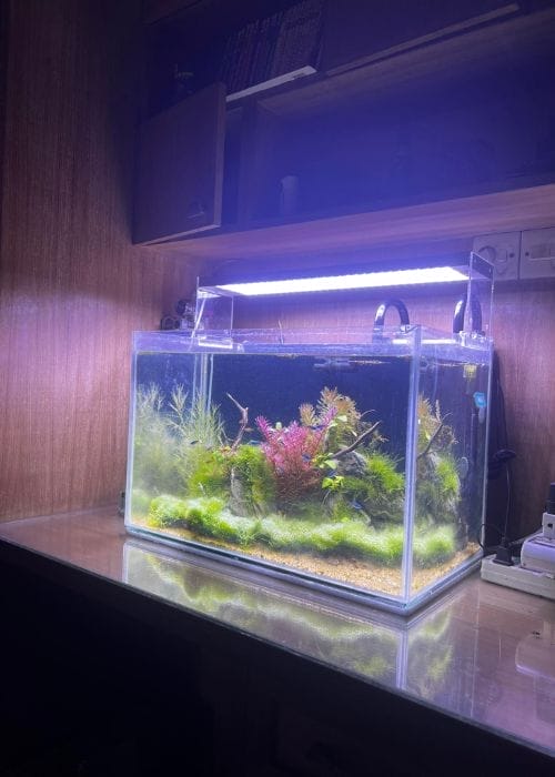 my betta fish tank front view