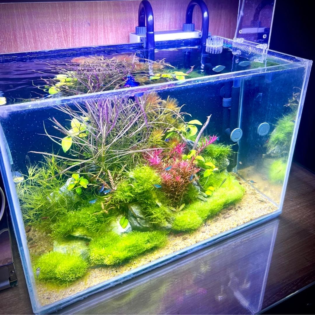 Do Betta Fish Prefer Long Or Tall Tanks? Acuario Pets