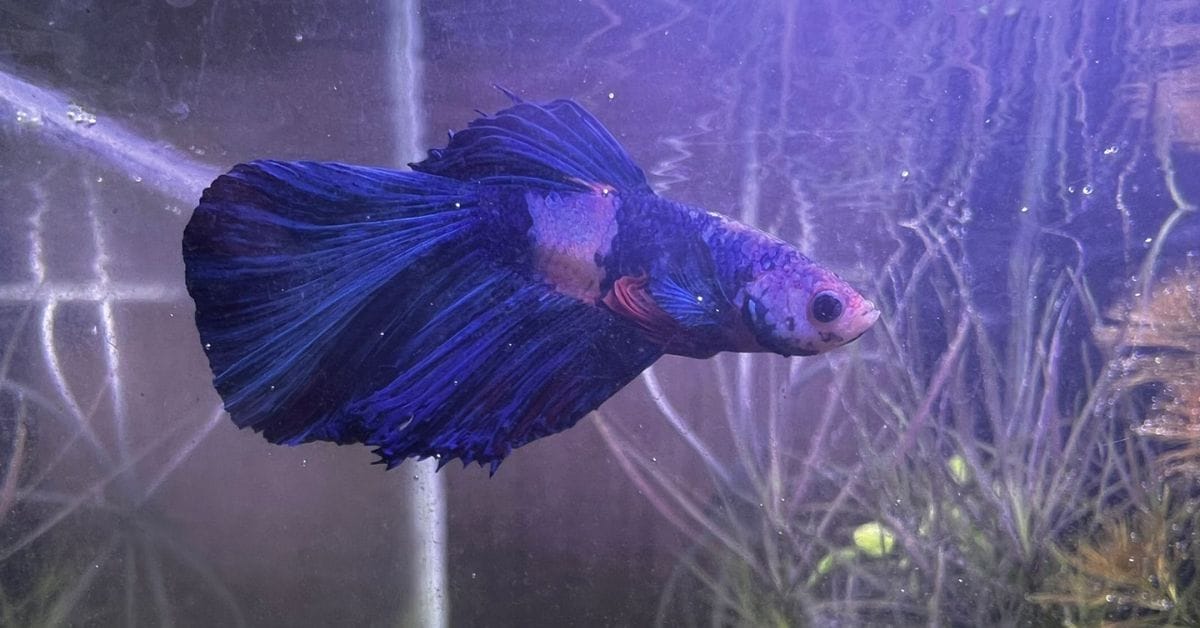 Heater Stick Too Hot For Betta Fish What To Do? Acuario Pets