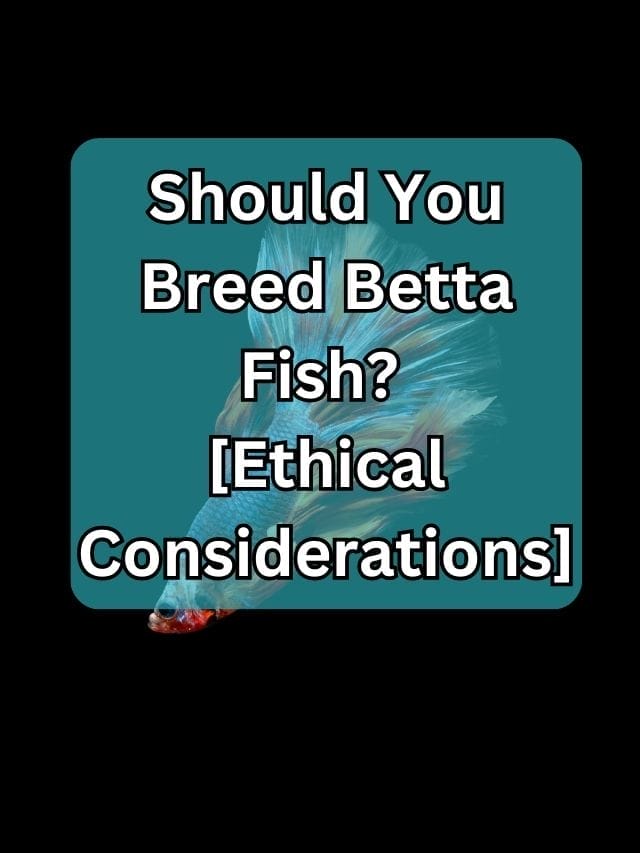 Should You Breed Betta Fish? [Ethical Considerations] Acuario Pets