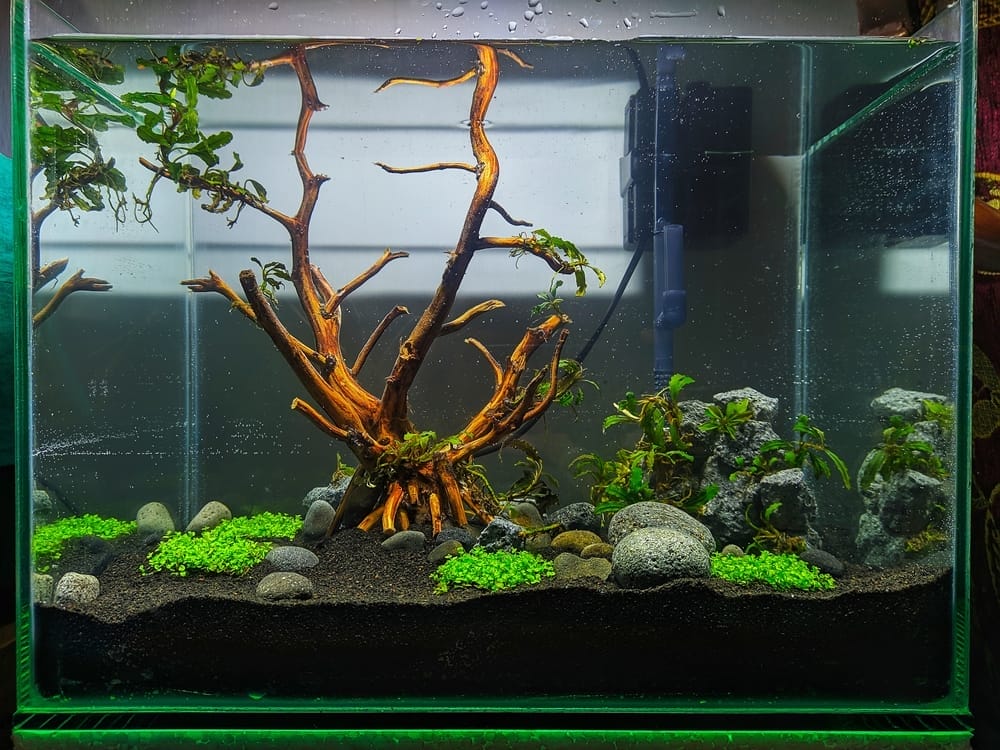 aquascape with tree style driftwood