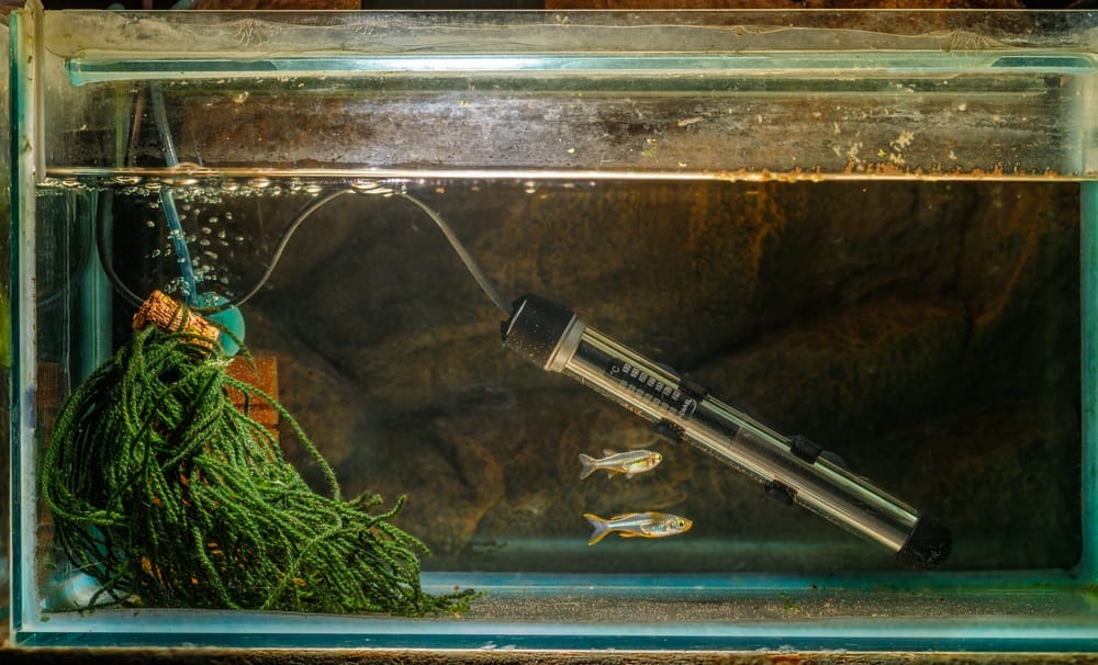 Heater Stick Too Hot For Betta Fish What To Do? Acuario Pets