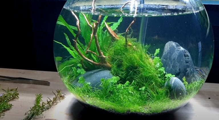 Why Bowls Kill Bettas: The 5-Gallon Minimum Explained