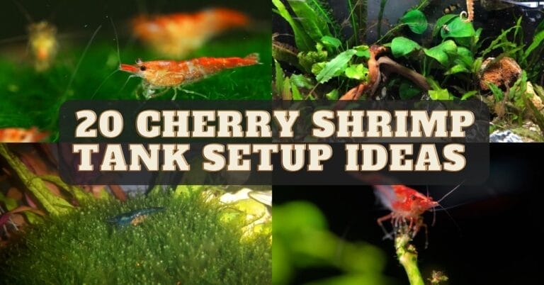 20 Cherry Shrimp Tank Setup Ideas For Absolute Beginners