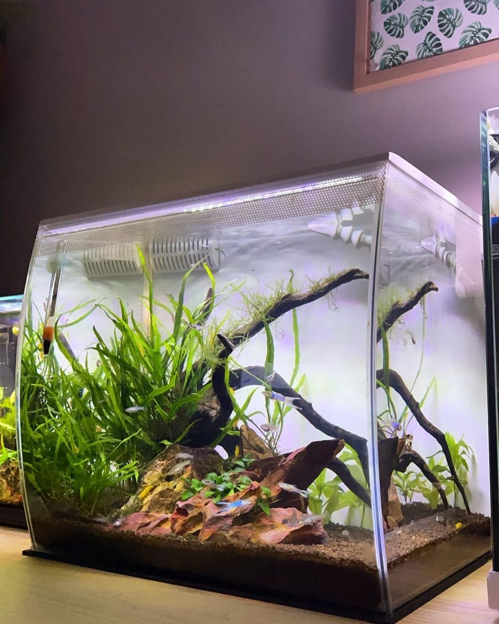 20 Cherry Shrimp Tank Setup Ideas For Absolute Beginners – Acuario Pets