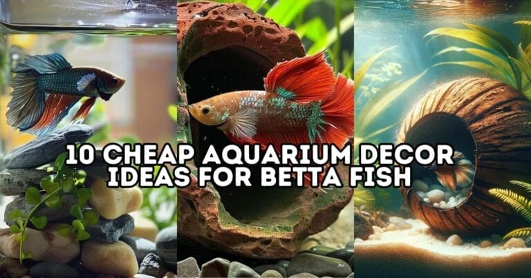10 Cheap Aquarium Decor Ideas For Betta Fish