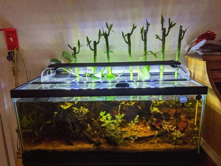 Using Lucky Bamboo In Betta Fish Tank: 10 Creative Ideas