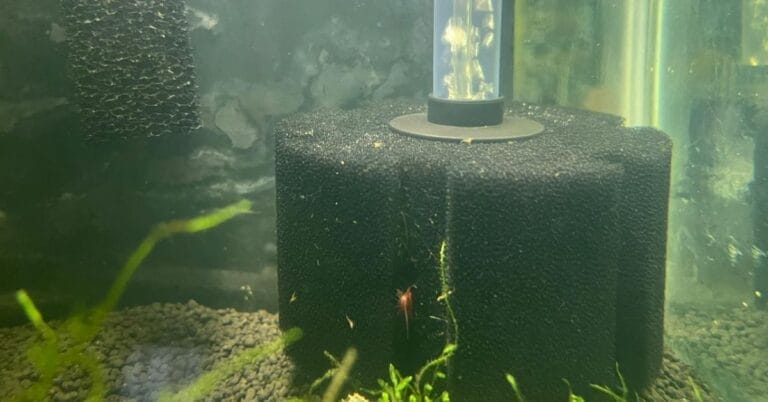 Can Cherry Shrimps Live Without A Filter?