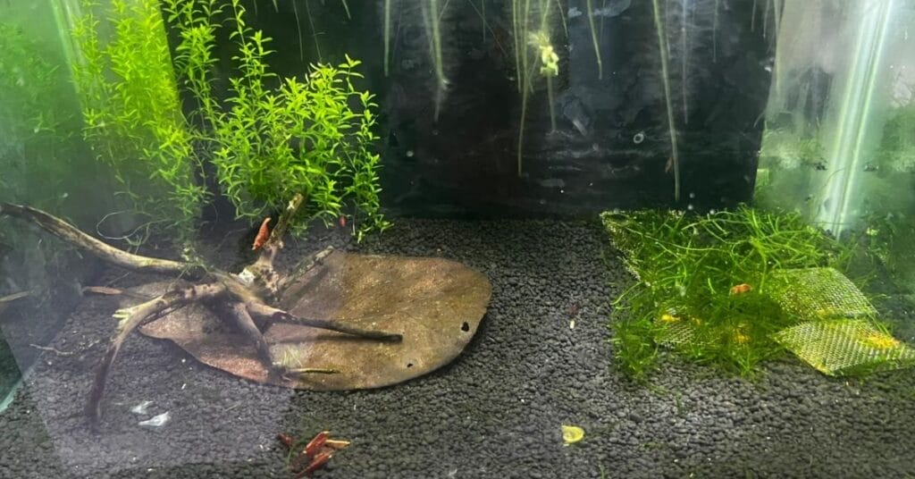 cherry shrimp tank