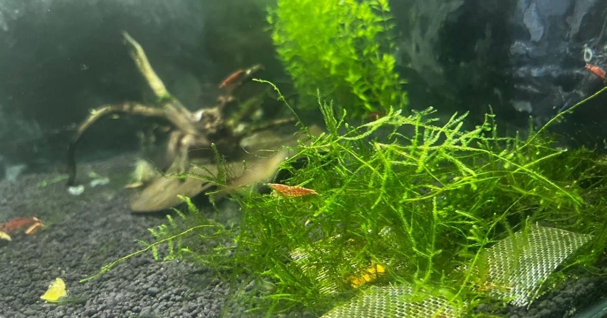cherry shrimp tank