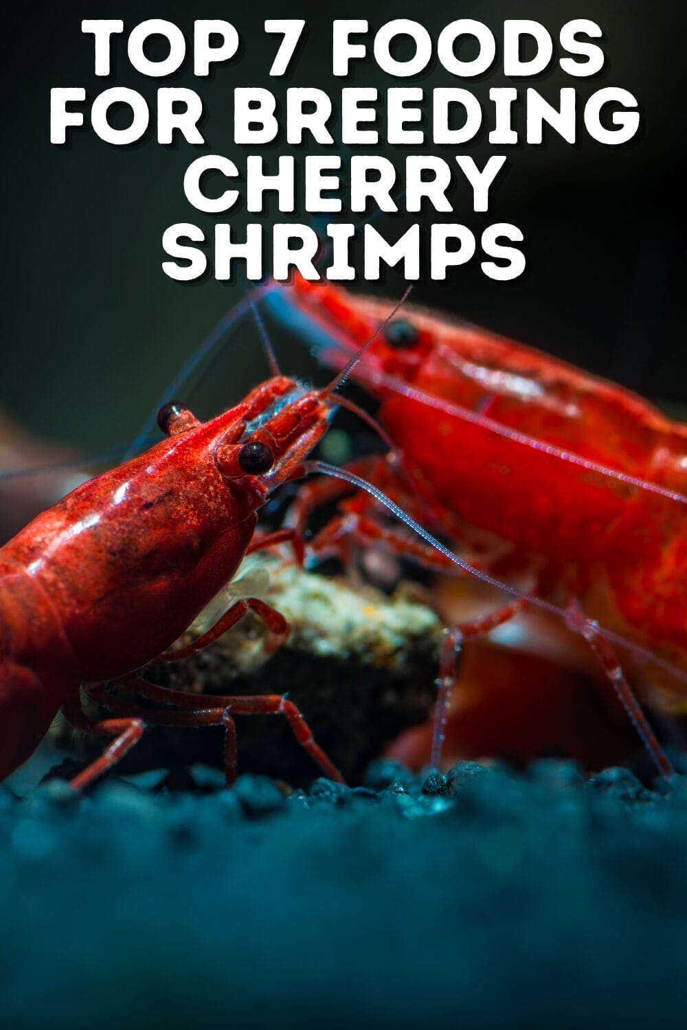 What Are The Best Foods For Breeding Cherry Shrimps? Acuario Pets
