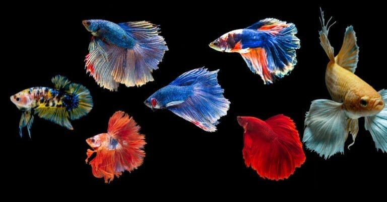 Betta Fish Varieties: Exploring Species, Tail Types, and Color Patterns