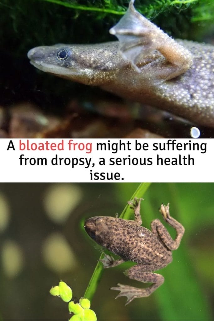African Dwarf Frog Death Most Common Reasons