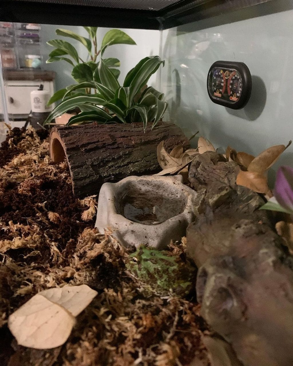 Picture of 30 Unique Pacman Frog Enclosure Ideas [Pacman Paradise] – Acuario Pets