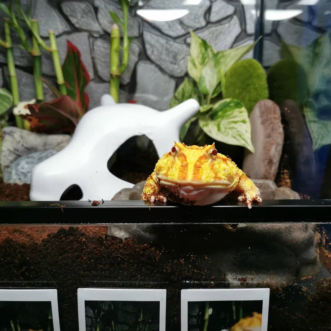View of 30 Unique Pacman Frog Enclosure Ideas [Pacman Paradise] – Acuario Pets