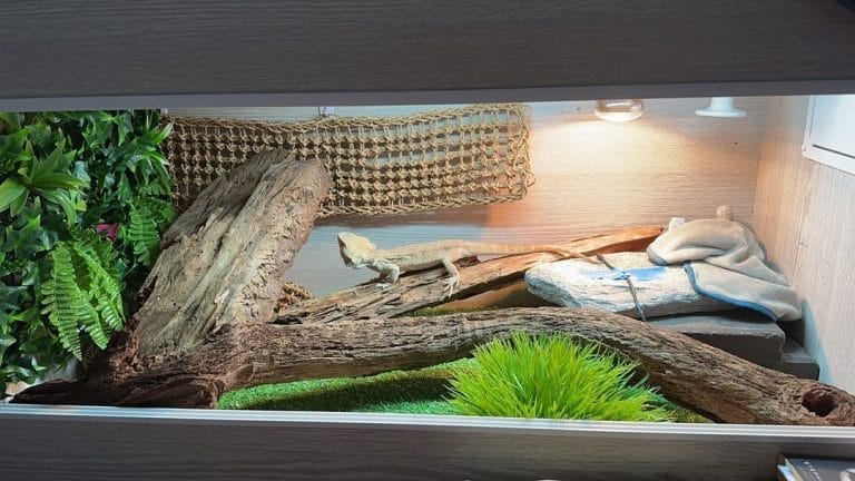 10 Brilliant DIY Bearded Dragon Hides You Can Make in an Afternoon