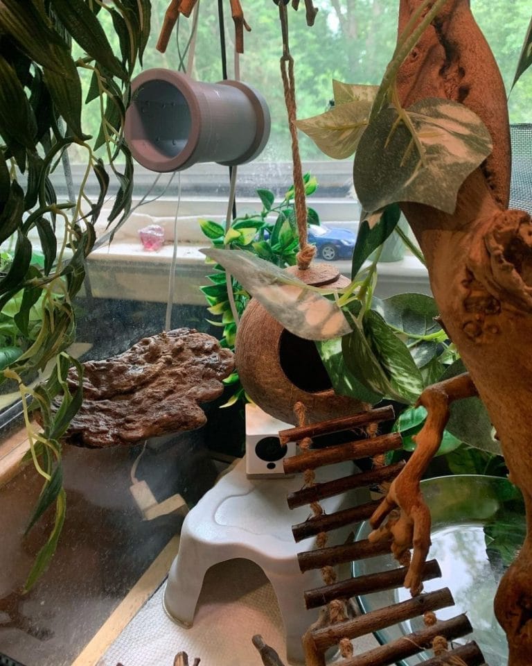 30 Stunning Tree Frog Enclosures You Must See! Acuario Pets