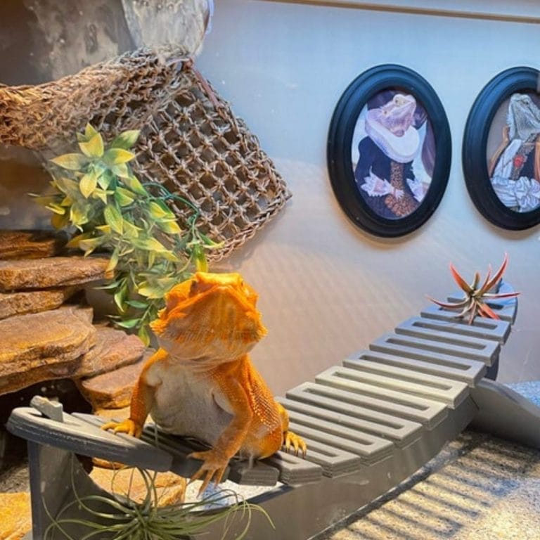 8 Genius DIY Bearded Dragon Hammocks That Your Pet Will Love