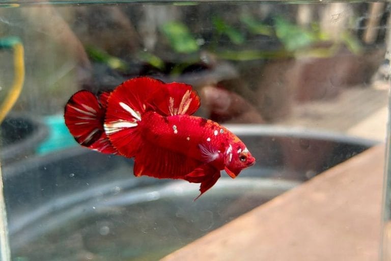 10 Betta Fish Tank Aquascapes Ideas So Beautiful, You’ll Forget They’re Just Aquariums