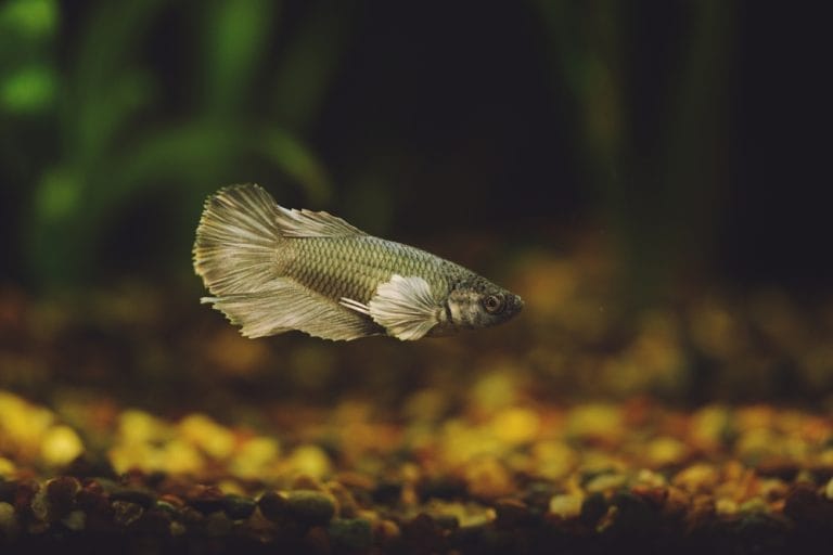 Betta Fish Care 101: Tank Setup, Water, Food & Health (Complete Guide)