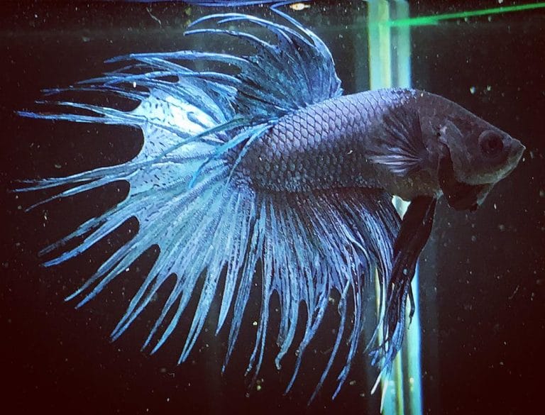 Are Large Betta Fins a Problem or Just Genetics?