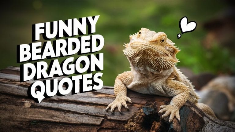10 Funny and Heartwarming Bearded Dragon Quotes Every Owner Will Relate To