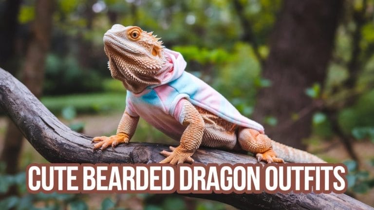 10 Adorable Bearded Dragon Clothes Ideas You Have to See!