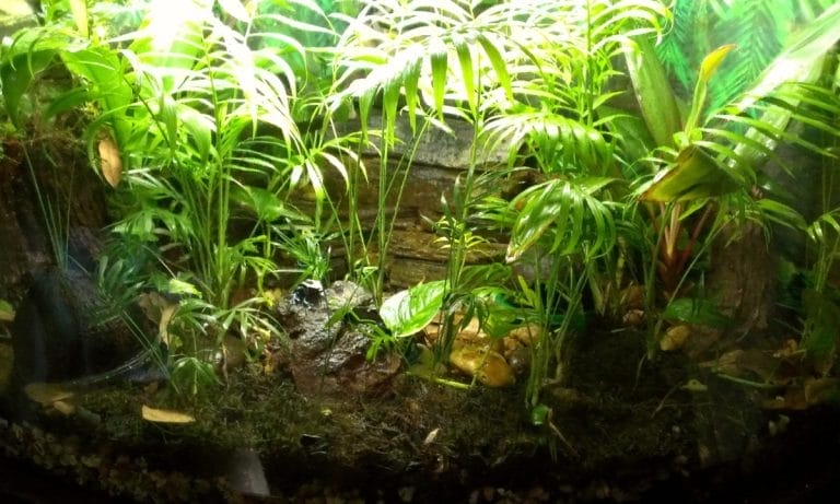 15 Safe Plants Your Bearded Dragon Can Actually Munch On