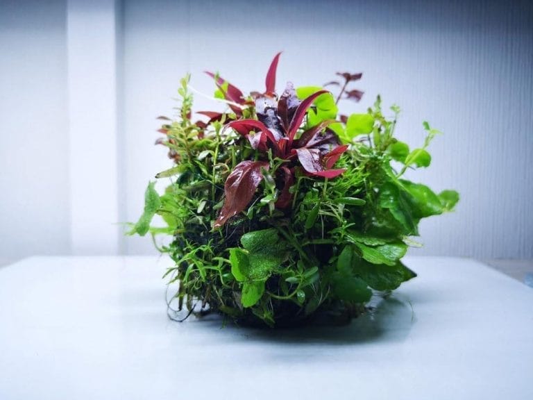 10 Stunning Wabi Kusa Ideas to Transform Your Aquascaping Game