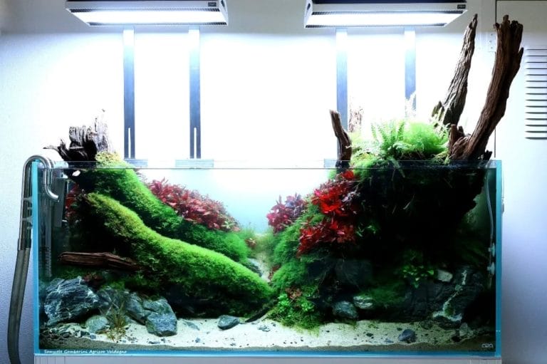 10 Genius Moss Aquarium Aquascaping Designs You’ll Want to Try Today