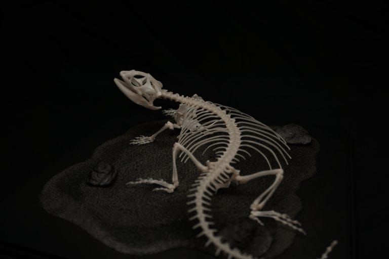 A Complete Guide to Bearded Dragon Anatomy [Secrets Beneath the Scales]