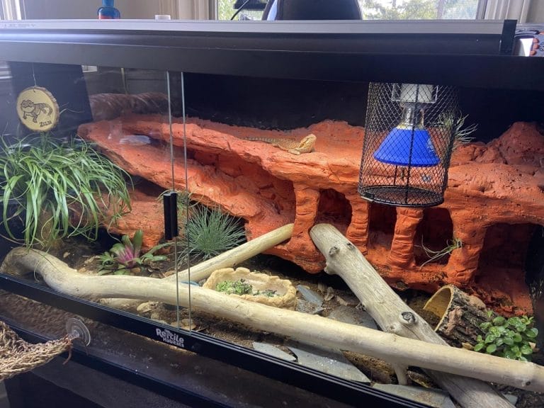 You Won’t Believe How Cute These Bearded Dragon Cages Are!
