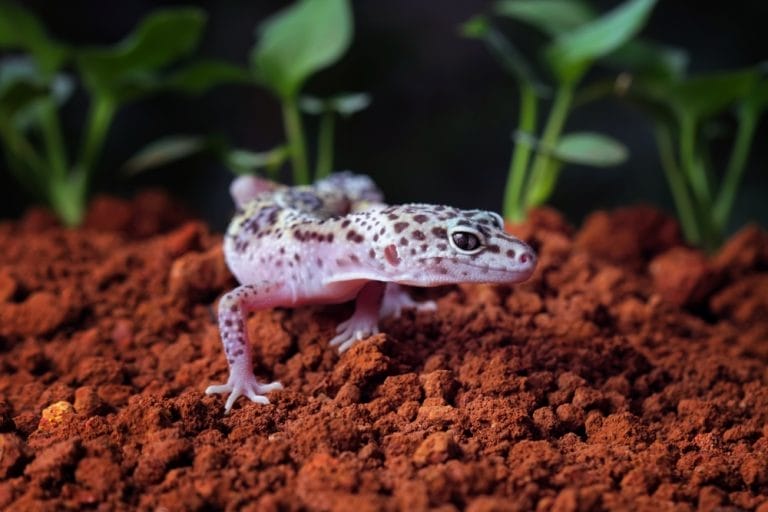 This Step-by-Step Leopard Gecko Breeding Guide Could Save Your Reptile’s Life