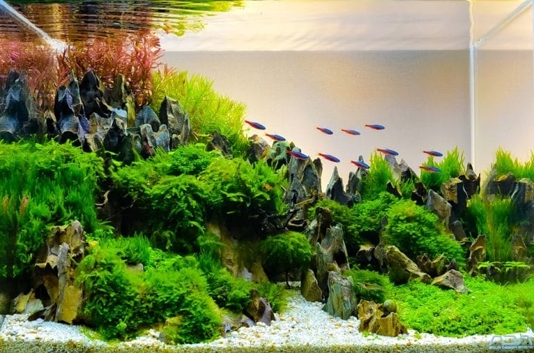 These 10 Cool Fish Tank Decoration Ideas Will Make Your Aquarium Look Stunning